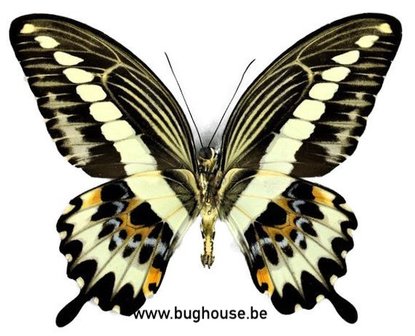 Papilio Gigon Gigon (Sulawesi) UNDERSIDE