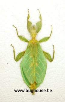 Phyllium Hausleithnerii (Sumatra)