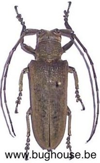 Batocerini apriona aphetor (Philippines)
