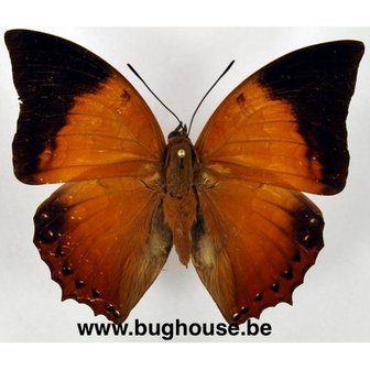 Charaxes Harmodius martinus (Malaysia)
