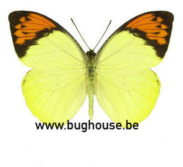 Hebomoia glaucippe sulphurea 