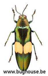 Chrysochroa Saundersi (Thailand)