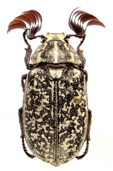 Polyphylla boryi (Greece) -PAIR-