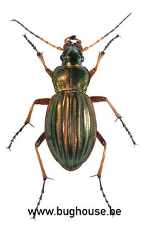 Auto carabus auratus (France)