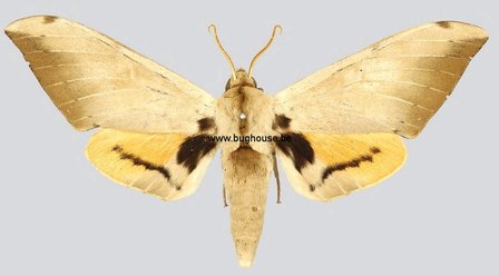 Pseudoclanis Postica (Cameroon)