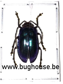 Chrysomelidae Green form  (Sulawesi)