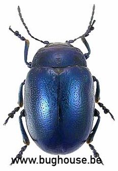Chrysolina coerulans (Peru) Blue