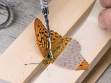 Bughouse -- grand r&ocirc;le-- Rouleau de papier entomologie 10mm