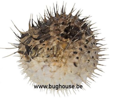Porcupine fish medium