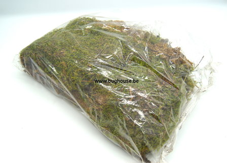 Real dried green moss 150gr