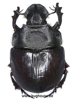Heliocopris Bucephalus (Thailand) 
