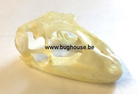Gekko Gecko SKULL (Java)