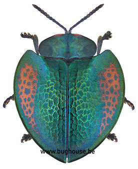 Eugenysa colossa (Peru)