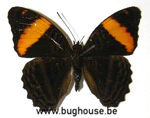 Adelpha Boreas (Peru)