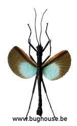 Orthomeria versicolor (Java) SPREAD