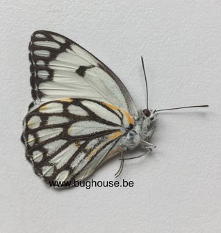Belenois Aurota (Madagascar) 