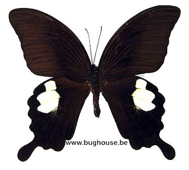 Papilio Sataspes (Sulawesi)