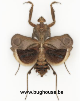 Deroplatys fruncata (Java) GESPREID