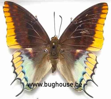 Charaxes jasius epijasius