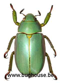 Chrysina Erubecens (Mexico)