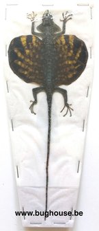 Flying Lizard - Draco Volans Volans (Indonesia)