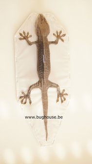 Gekko Gekko 1