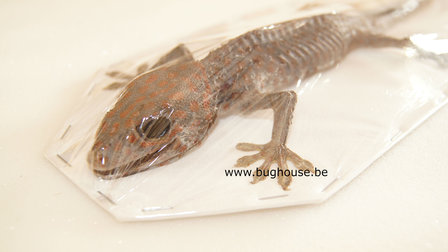 Gekko Gekko 2