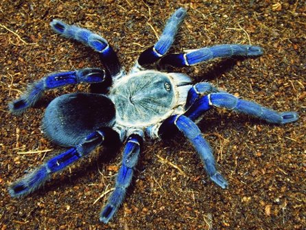 Haplopelma Lividum Cobalt Blue (Thailand)