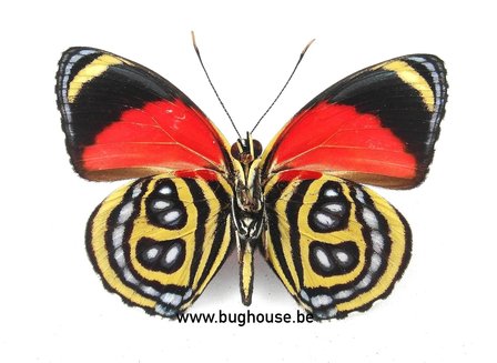 Callicore Cyllene (Peru)