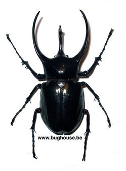 Chalcosoma caucasus (Vietnam) 80-90mm