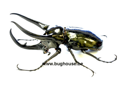 Chalcosoma caucasus (Vietnam) 80-90mm