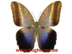 Caligo Placidianus (Peru)