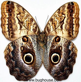 Caligo Placidianus (Peru)