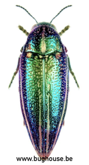 Amblysterna Natalensis (Tanzania) PAIR