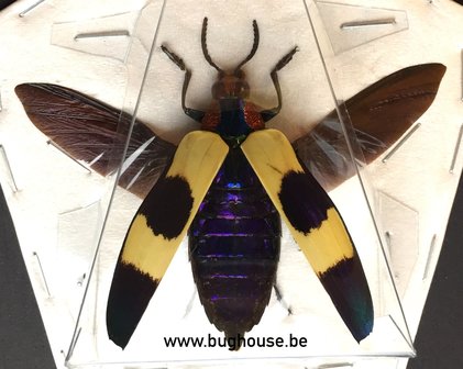 Chrysochroa buqueti (Malaysia) SPREAD