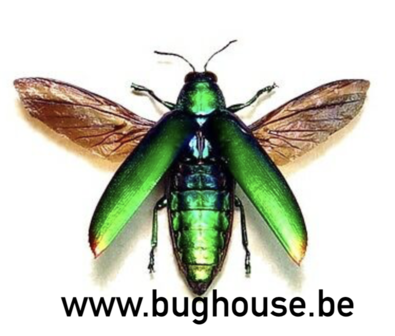 Chrysochroa Aurora (Sulawesi) SPREAD