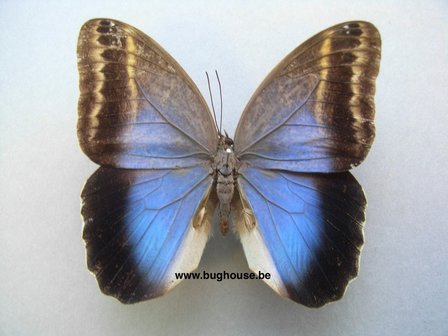 Caligo Ilioneus (Peru)