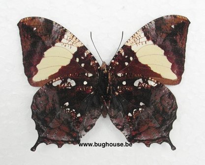 Anaea clymnestra (Peru)