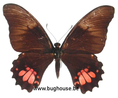 Papilio Anchisiades (Peru) ♂︎