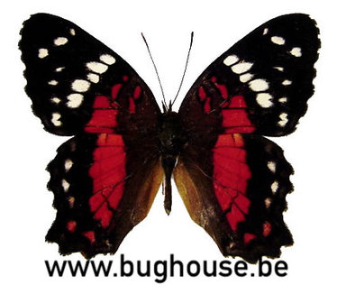 Anartia amathea (Peru)