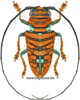 Sternotomis chrysopras reducta (Cameroon)