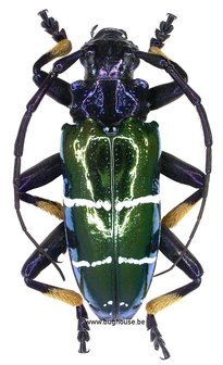 Sphingnotus Mirabilis (West-Papua)