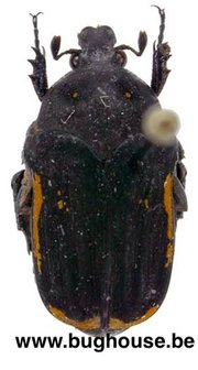 Clinteria Cinctipennis (Java)