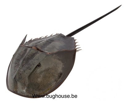 Horseshoe crab