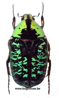 Euchroea coelestis (Madagascar)