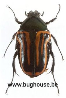 Coptomia Mauritiana (Madagascar)