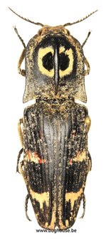 Lycoreus Regalis (Madagascar)