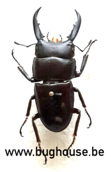 Dorcus Ternatensis (Morotai) ♂︎