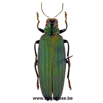 Demochroa Detanii (Peleng)