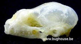 Hipposideros Larvatus Skull (Java)